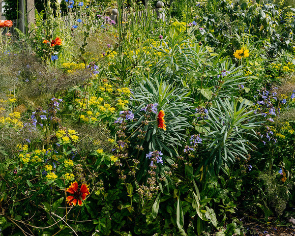 A lush, dense garden bed filled with green foliage, yellow wildflowers, purple blossoms, and a few orange-red flowers, with part of a house roof and trellis visible in the background.
