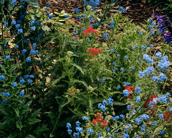 A close-up garden scene with clusters of bright blue flowers, green foliage, and a few small red blooms growing in mulch.