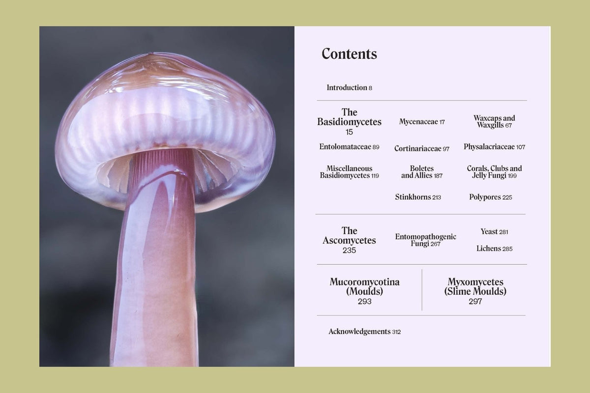 The Secret Life of Fungi