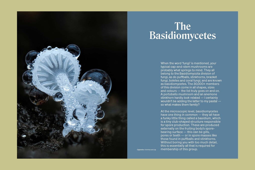 The Secret Life of Fungi