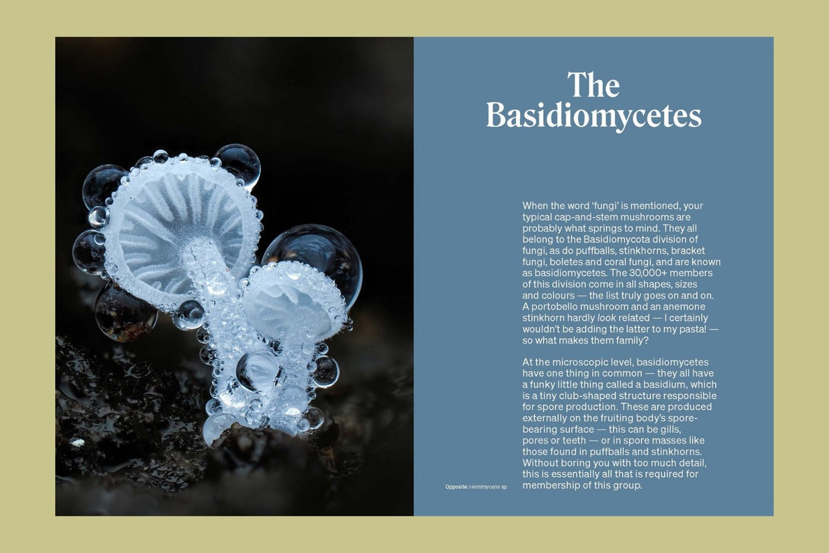 The Secret Life of Fungi
