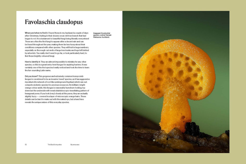 The Secret Life of Fungi