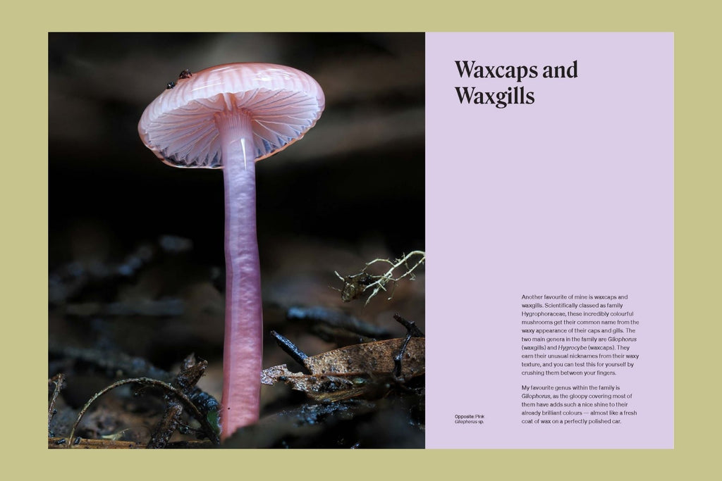 The Secret Life of Fungi