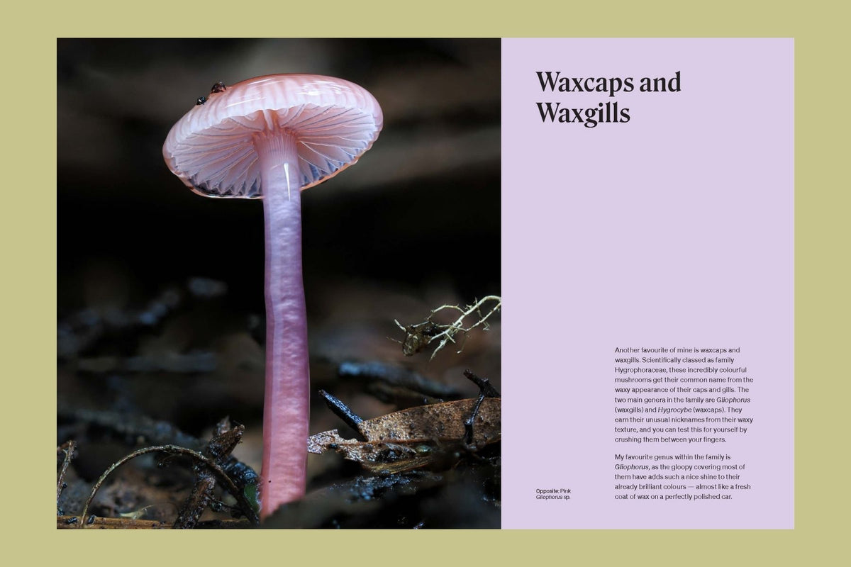 The Secret Life of Fungi
