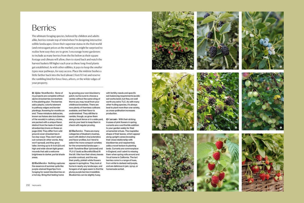 The Food Forward Garden