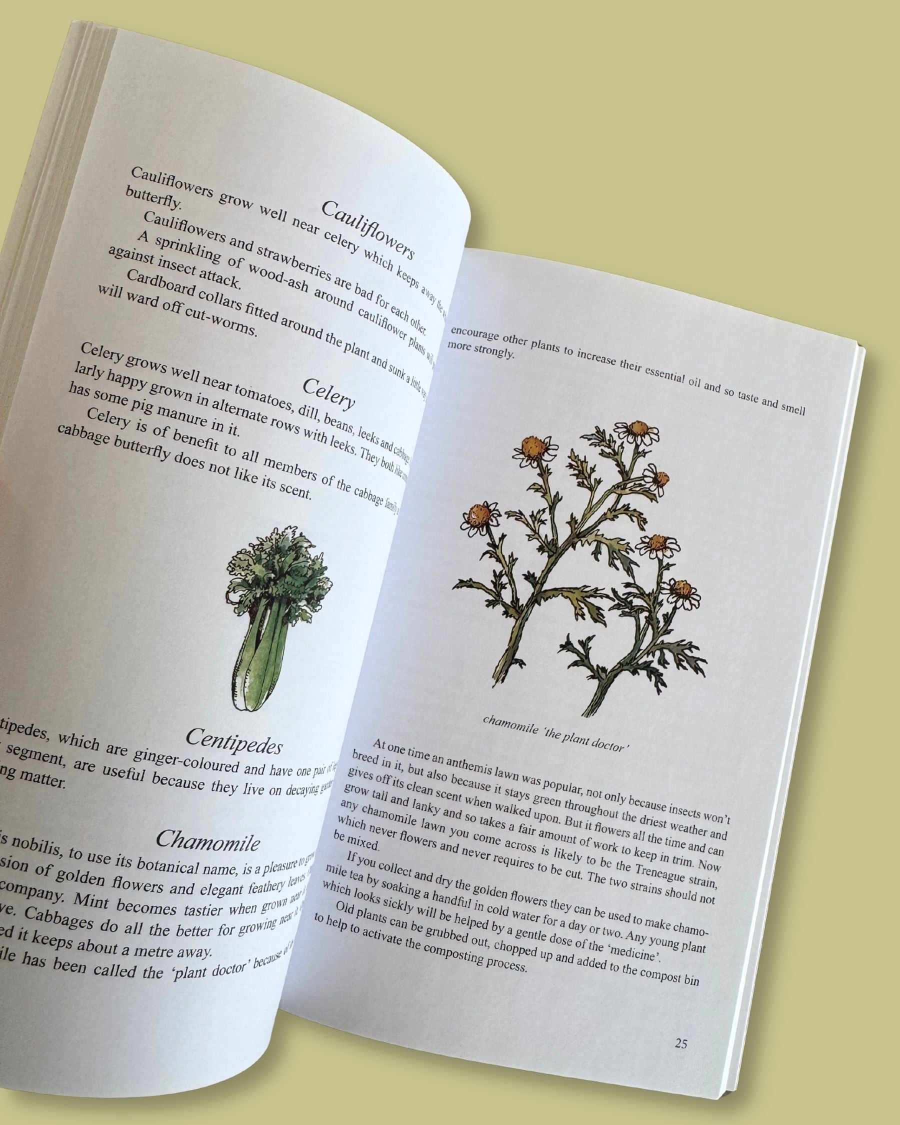Companion Planting in New Zealand