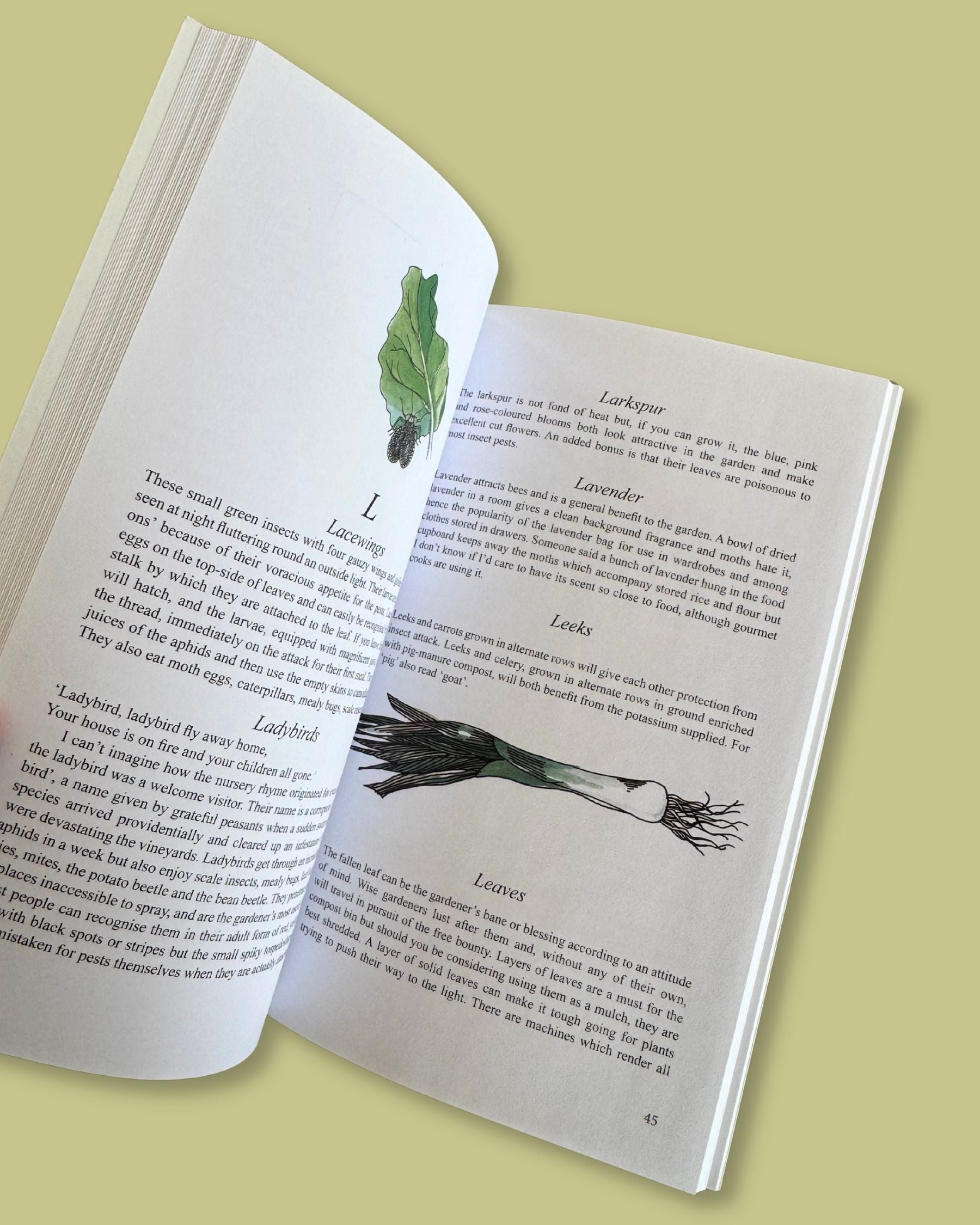 Companion Planting in New Zealand