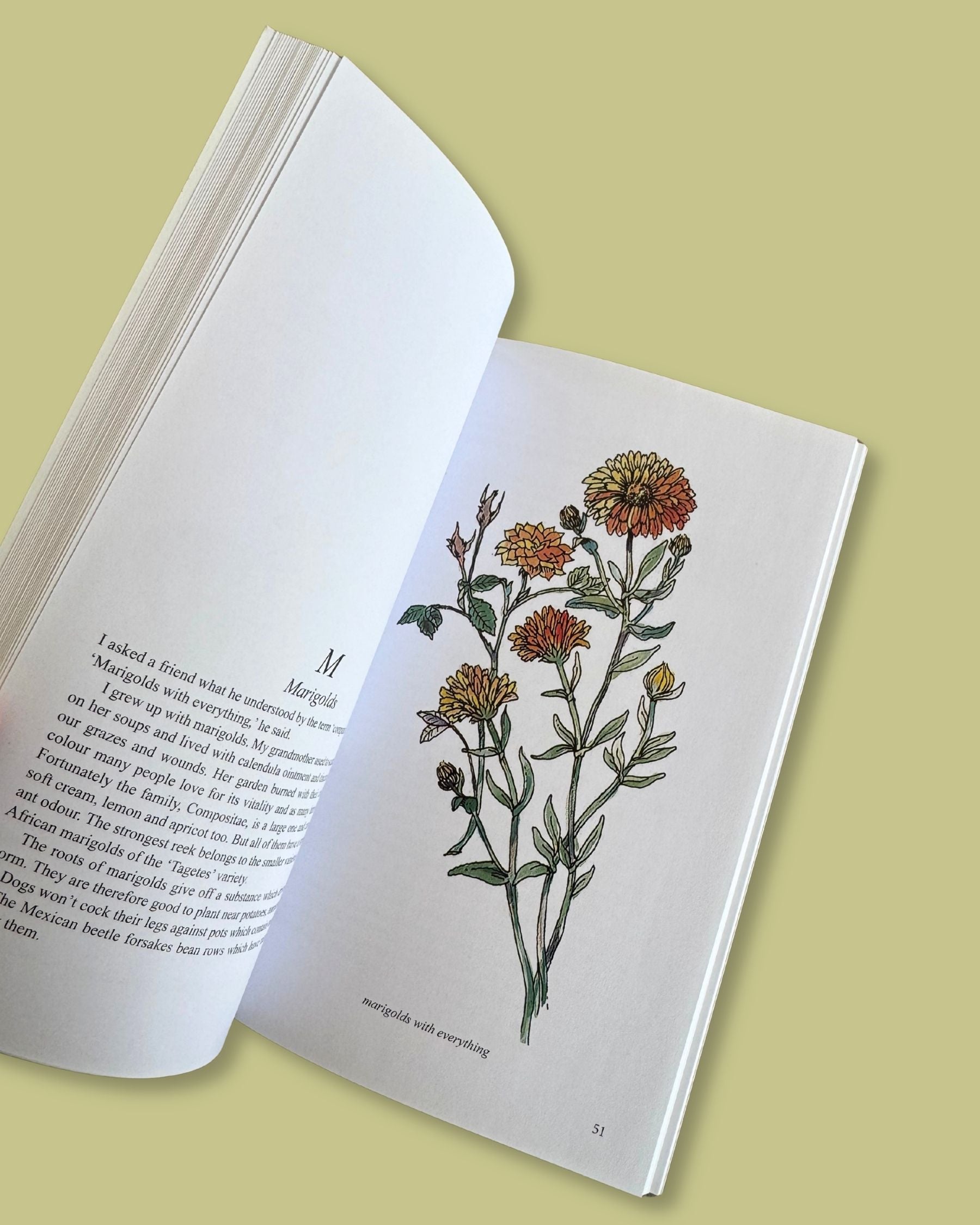 Companion Planting in New Zealand