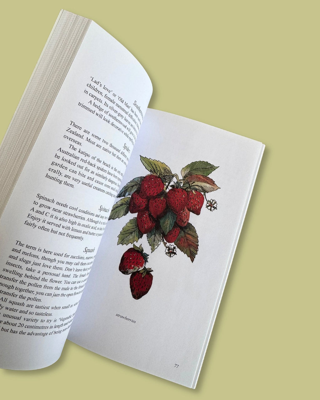 Companion Planting in New Zealand