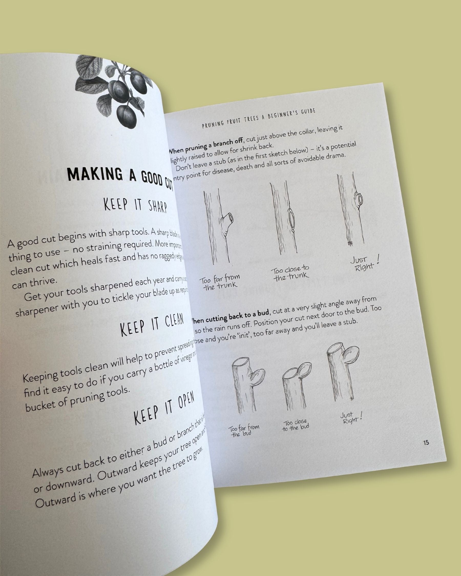 Pruning Fruit Trees: A Beginner’s Guide