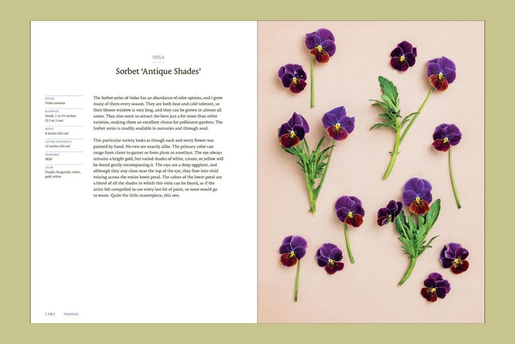 Pansies: How To Grow, Reimagine, & Create Beauty With Pansies & Violas