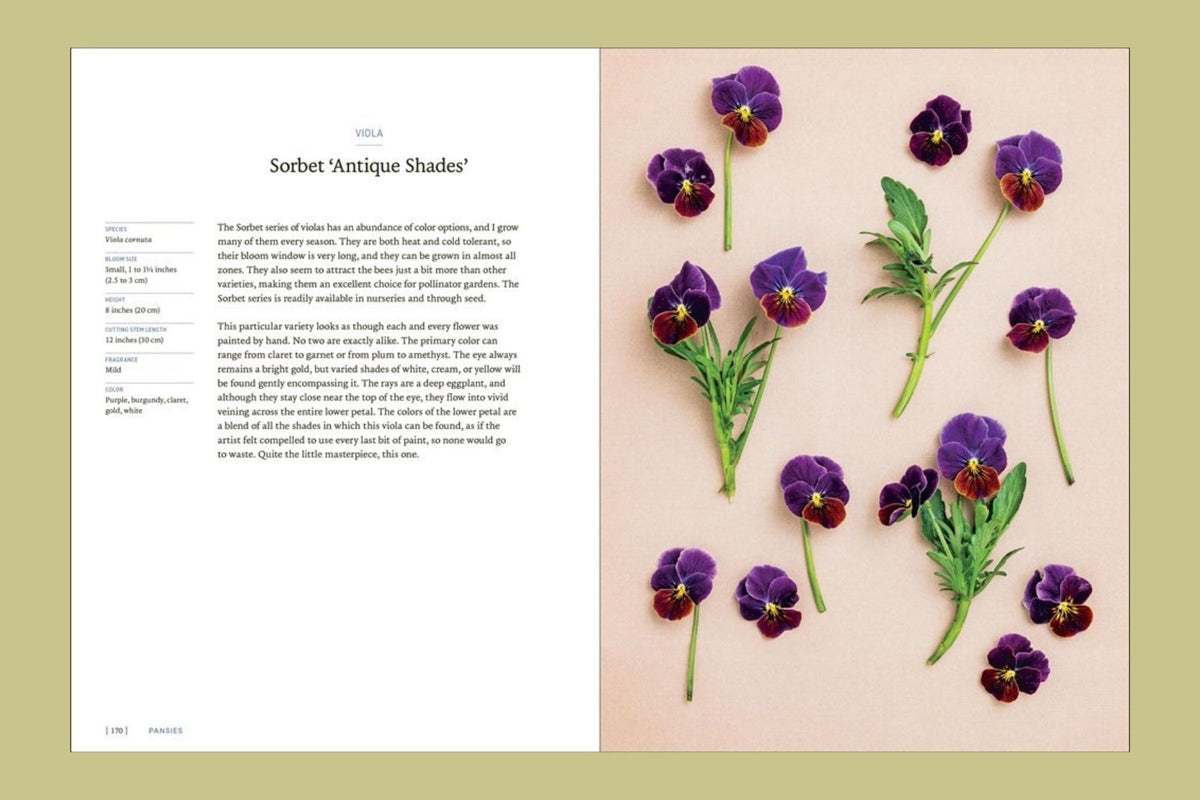 Pansies: How To Grow, Reimagine, & Create Beauty With Pansies & Violas
