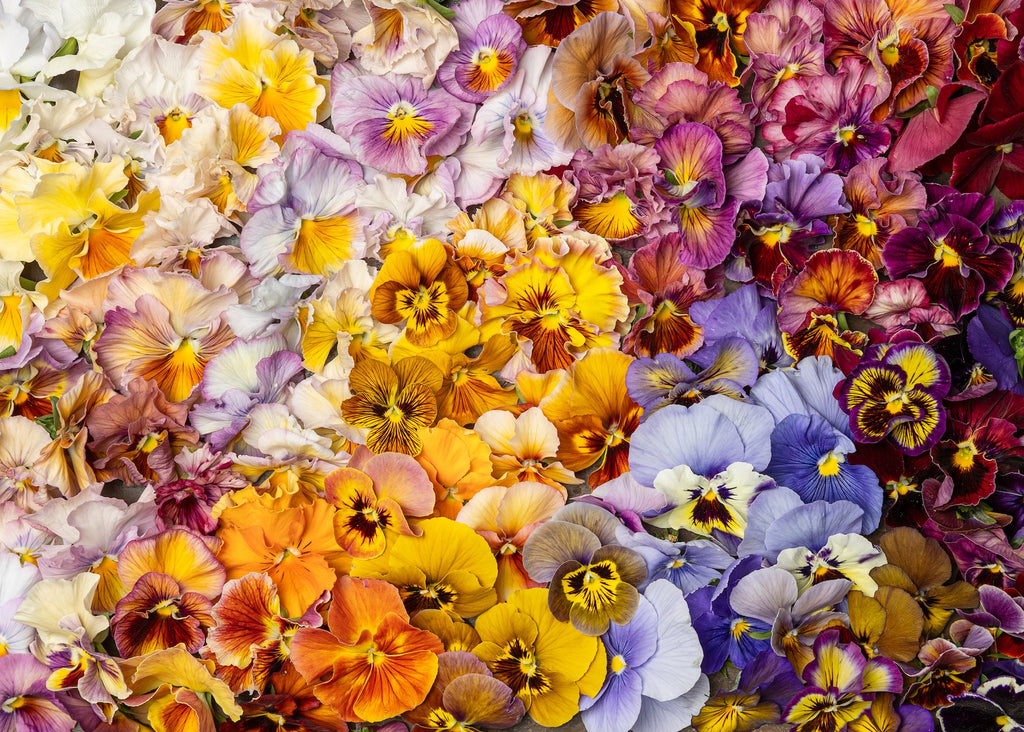 Pansies: How To Grow, Reimagine, & Create Beauty With Pansies & Violas