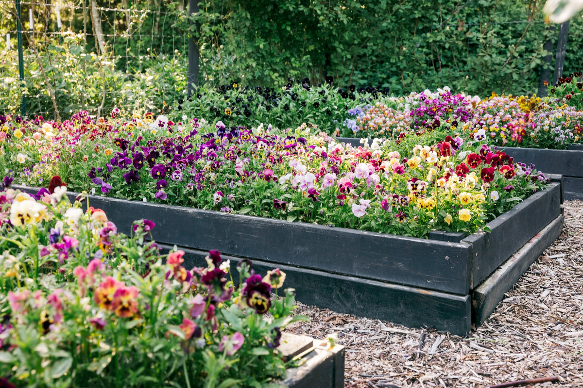Pansies: How To Grow, Reimagine, & Create Beauty With Pansies & Violas